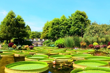 パラグアイオニバス　草津市立水生植物公園　みずの森