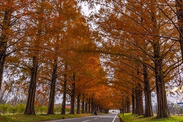 メタセコイヤ並木　高島市