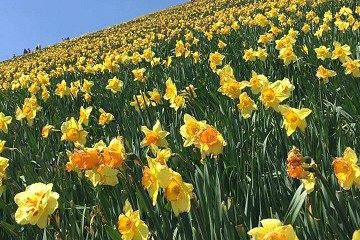 びわ湖バレイ　スイセン　水仙