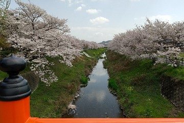 桜の様子　菌神社