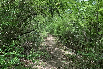 希望が丘公園　源流の道