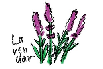 ラベンダーイラスト