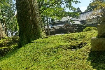 苔の美しさ　延暦寺