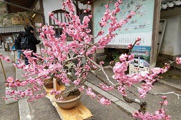 石山寺　梅