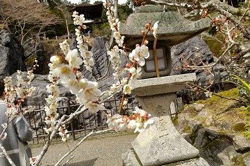 梅　石山寺