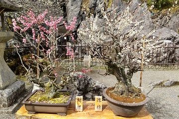盆梅　石山寺