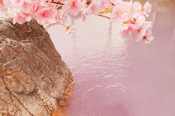 桜風呂