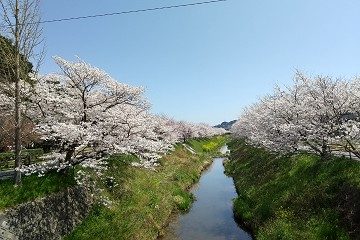 葉山川　桜