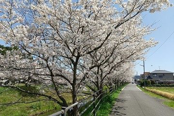 葉山川　桜
