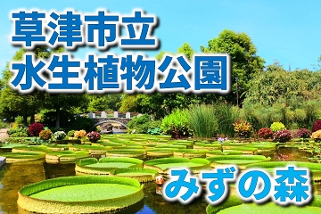 草津市立水生植物公園　みずの森
