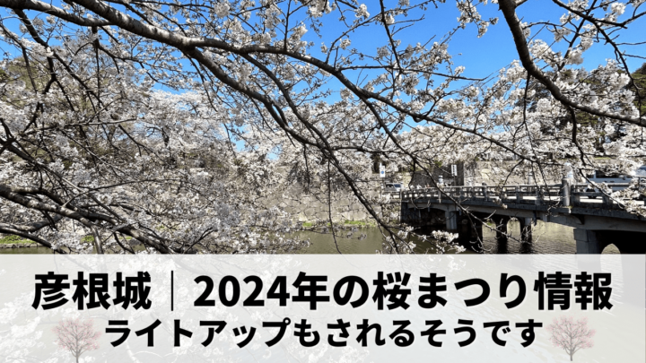 2024年の彦根城桜まつり情報をお知らせします✨